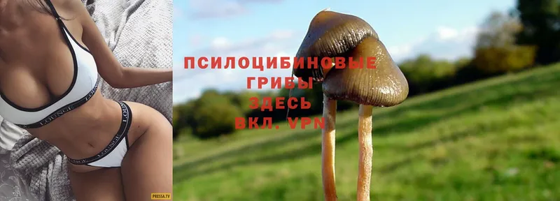 что такое   Саров  Псилоцибиновые грибы Magic Shrooms 